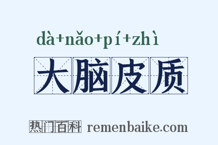 大脑皮质是什么意思的图片
